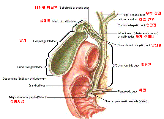 간 소엽 구조